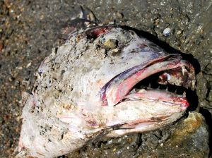 Une histoire de poisson mort et froid